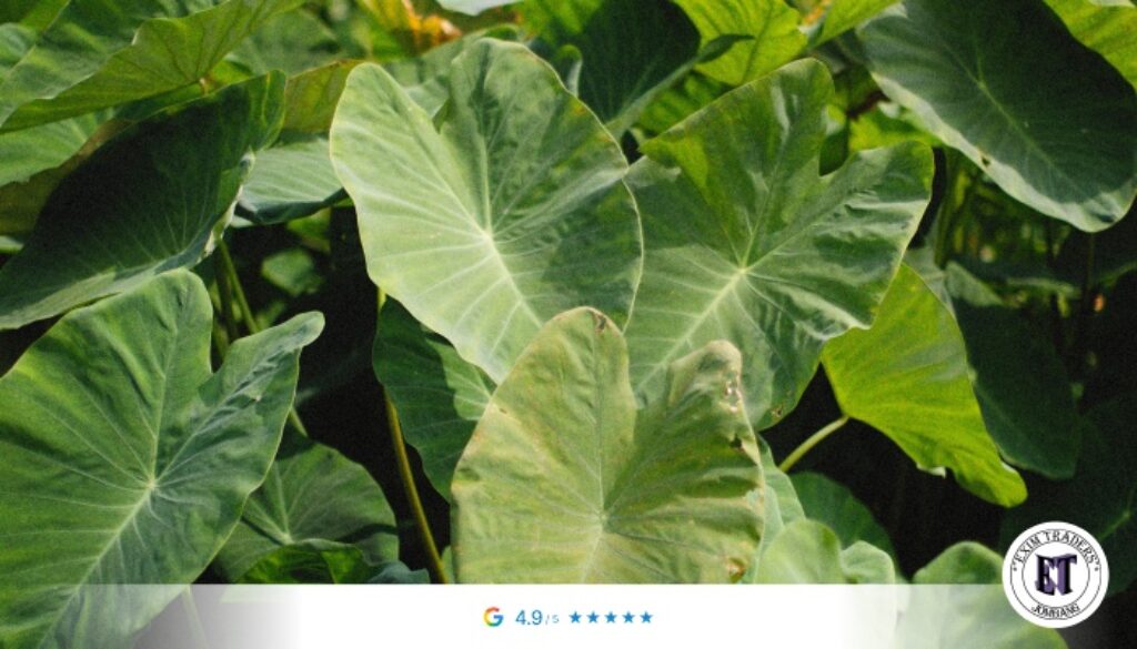 Sustainable Supply Chains, How CV EXIM TRADERS Guarantees Year-Round Taro Leaf Deliveries