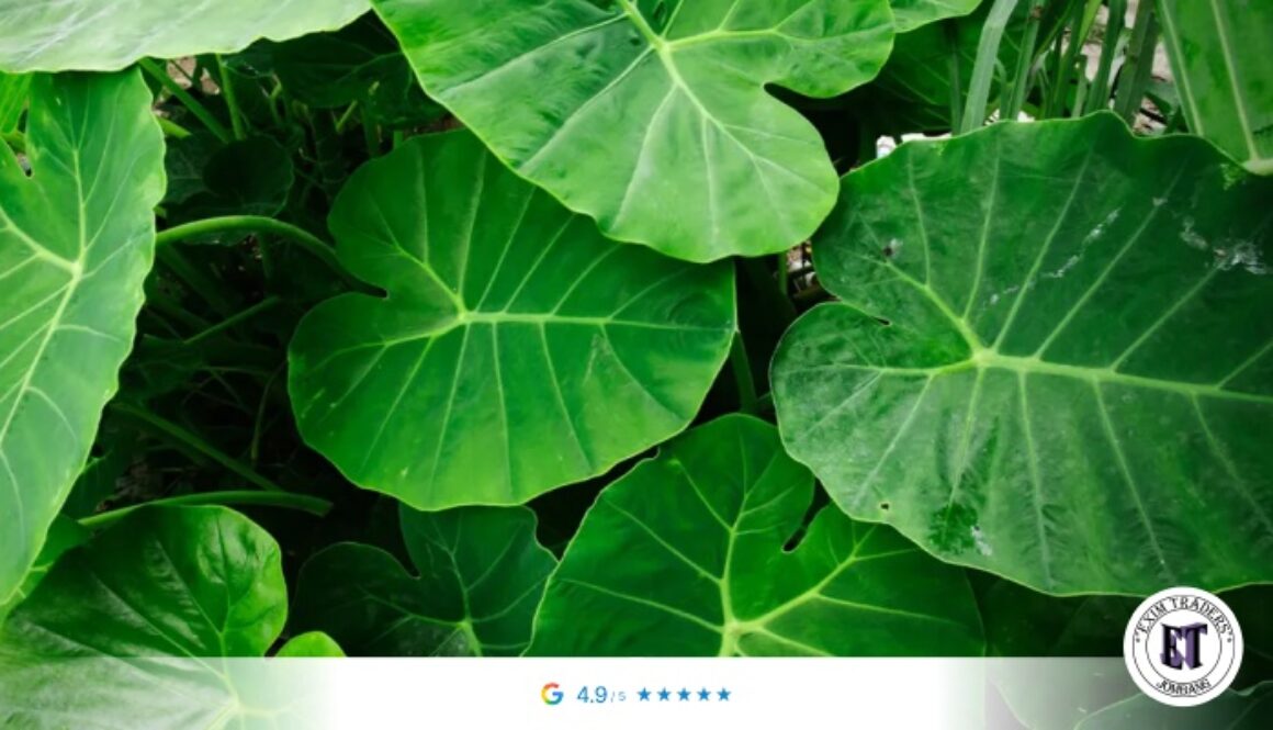 The Complete Guide to Taro Leaf Cultivation and Processing for Global Export Standards