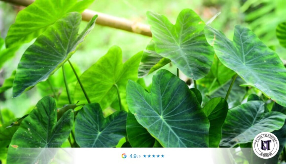 Why Indonesian Taro Leaves Are Becoming a Premium Commodity in International Markets